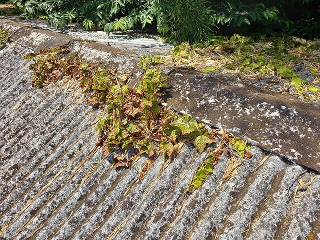 石綿スレートで苔の発生